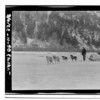 Chilkat River Area - Dog Sleds - March 4.1922