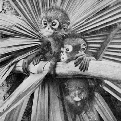 photo of spider monkeys 