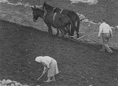 Ploughing with mules. Woman breaks up clods missed by the plough.