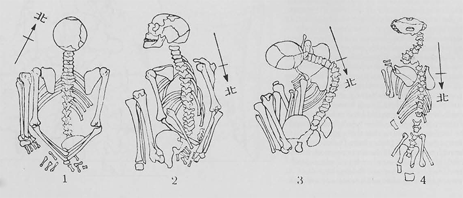Skeletons of three human victims and one dog. Some stones were found next to No. 1, No. 3 is a woman, the curvature of her spine showing that she had been a cripple suffering from spinal deformation. All three had their hands tied together. No. 4 is the skeleton of a dog. 