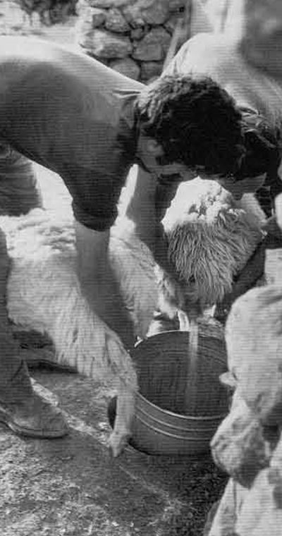 Figure 6. Straddling the sheep during milking at the exit from the holding pen. 