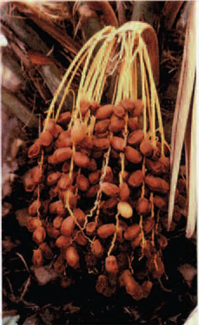 Fig 3b. Fruiting branch of the female date palm. Courtesy of the Arboretum at Arizona State University.