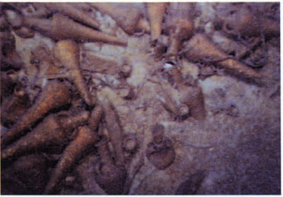 Carrot-shaped amphorae found at the bottom of a shipwreck site.