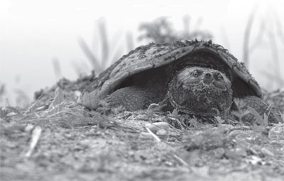 A turtle crawling along the ground.