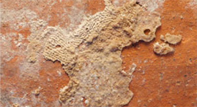 Detail showing mineralized textile impression on the surface of Petrui’s urnMuseum Objecy Number: MS 1124