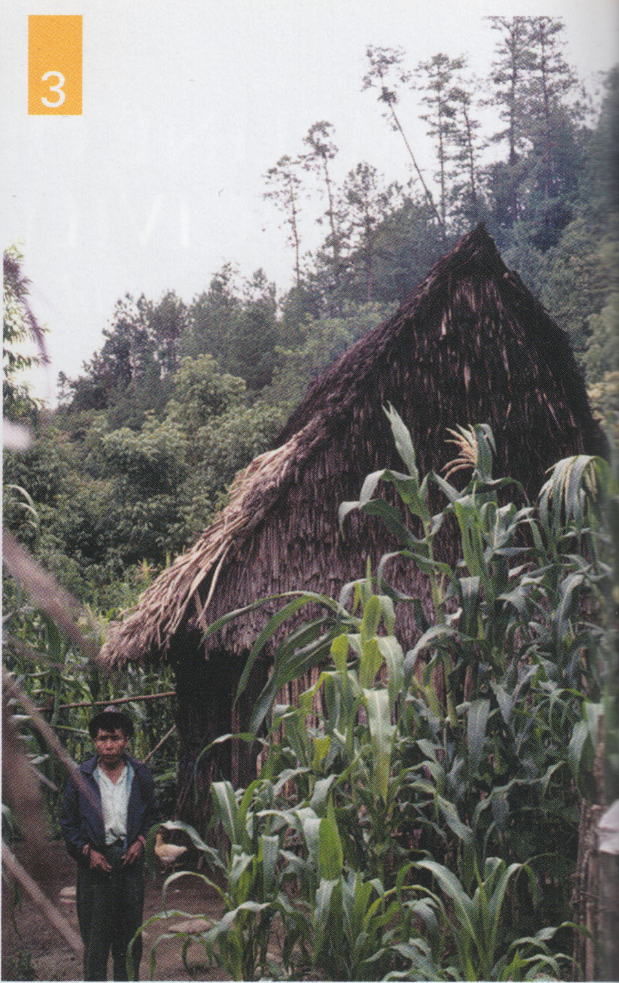 A man standing outside a thatch house, next to maize crops.