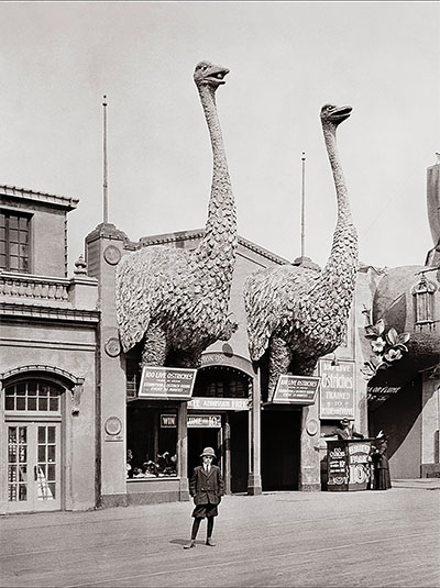 Live ostriches were available for rides at the 1915 San Francisco fair.