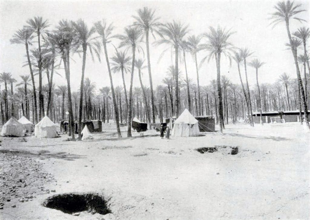 Tents comprising the expedition camp, amongst a palm tree grove