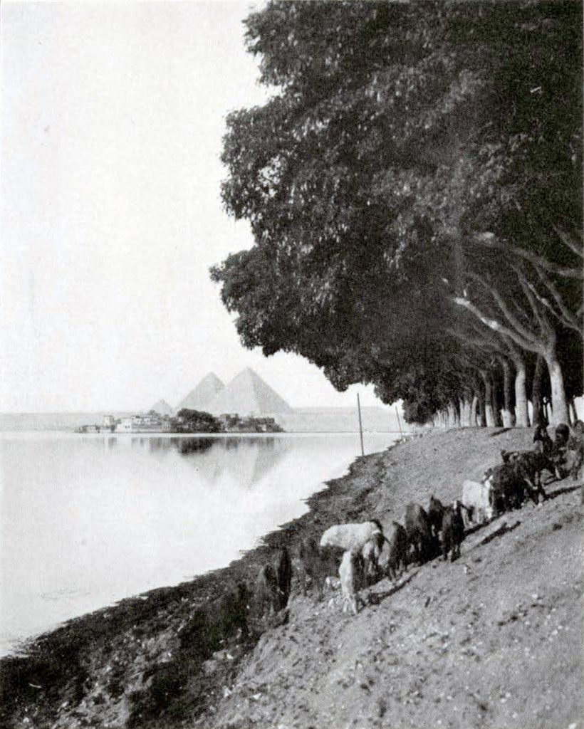 Giza pyramids in the distance across a body of water with trees lining it