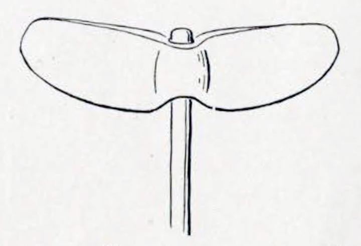 Drawing of a whale's tail atop a staff, the tail is wide and flat