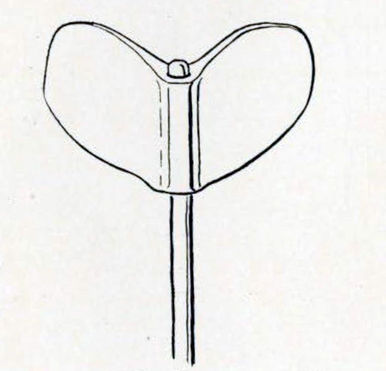 Drawing of a whale's tail atop a staff, the tail is angled up and flat