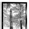 Sitka - Totem Pole in Snow - April 8, 1924