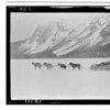 Mushing on Chilkat River - March 1923