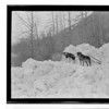 Chilkat River Area - Louis  Shotridge with Dog Sled - March 1923