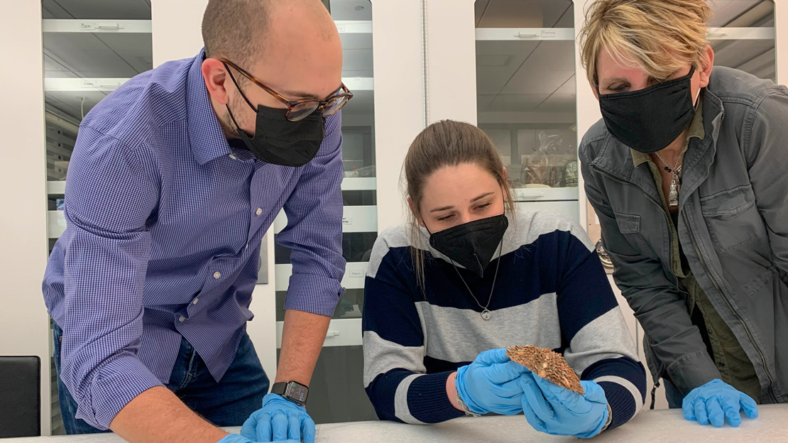 Three student curators in a lab, wearing latex gloves, and handling an old seashell.