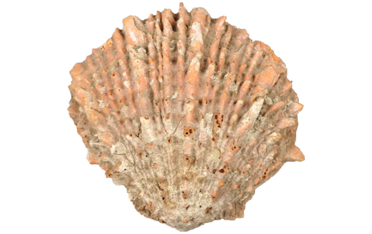 The top of a fan-shaped sea shell.