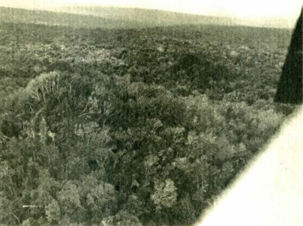 A dense forest with ruins poking through the trees as seen from the air