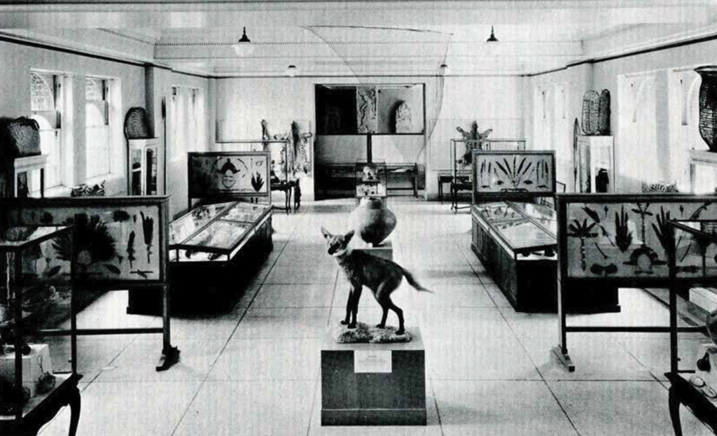 Exhibition hall showing artifacts from the Matto Grosso Expedition, a taxidermied fox on a pedestal in the center