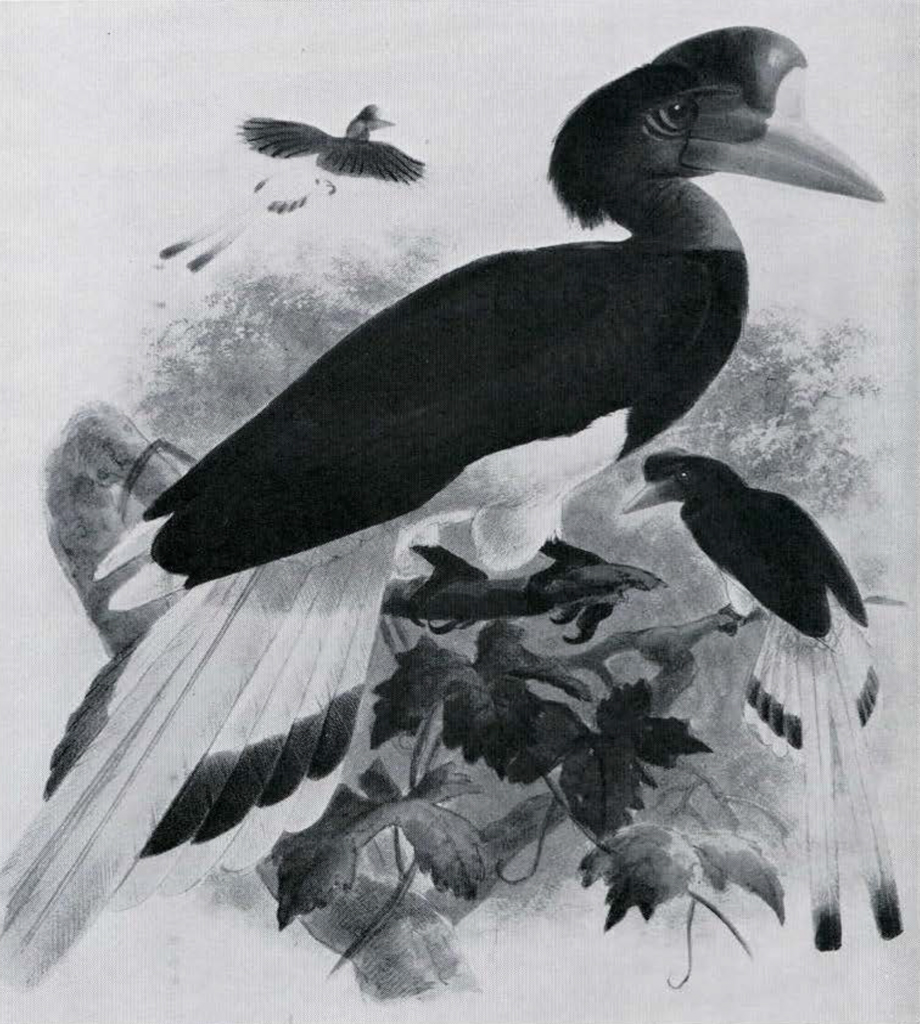 Painting of the ideal Helmeted Hornbill.