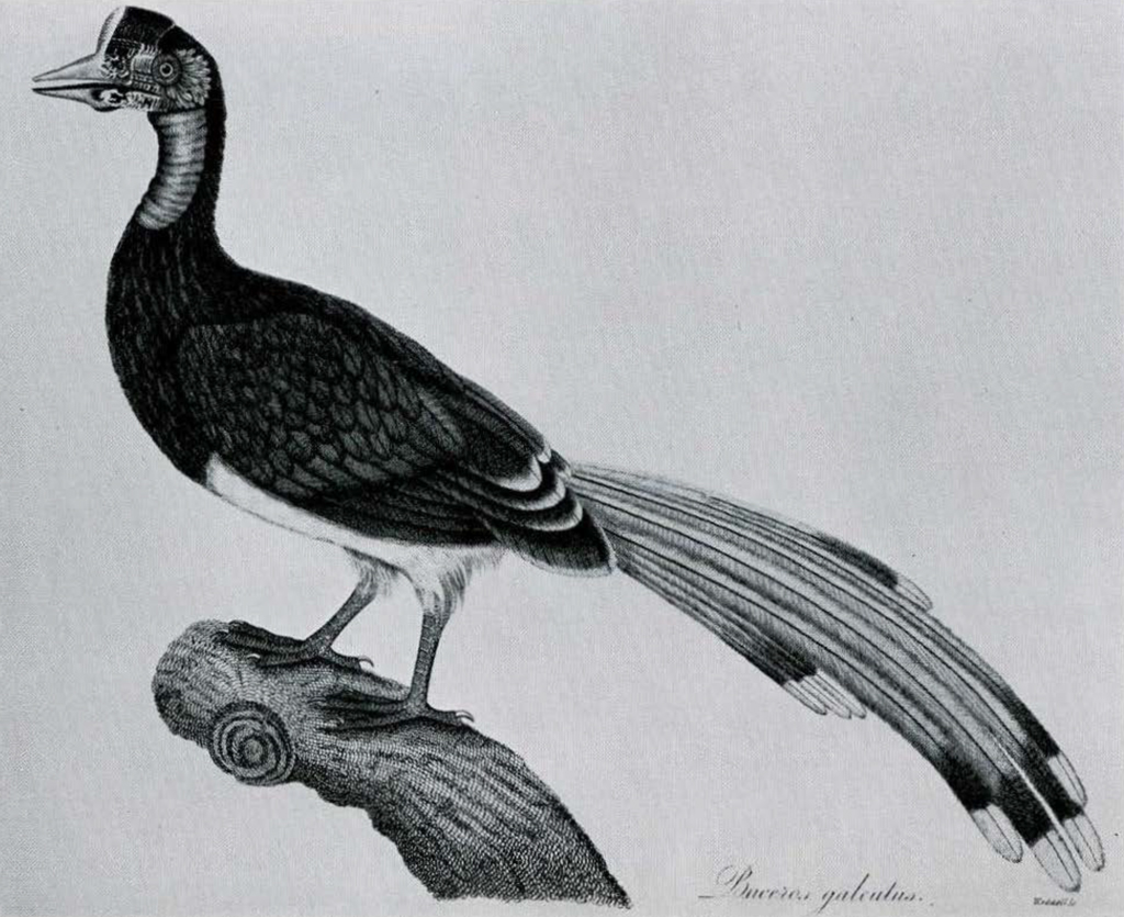 Drawing or painting of a hornbill bird.