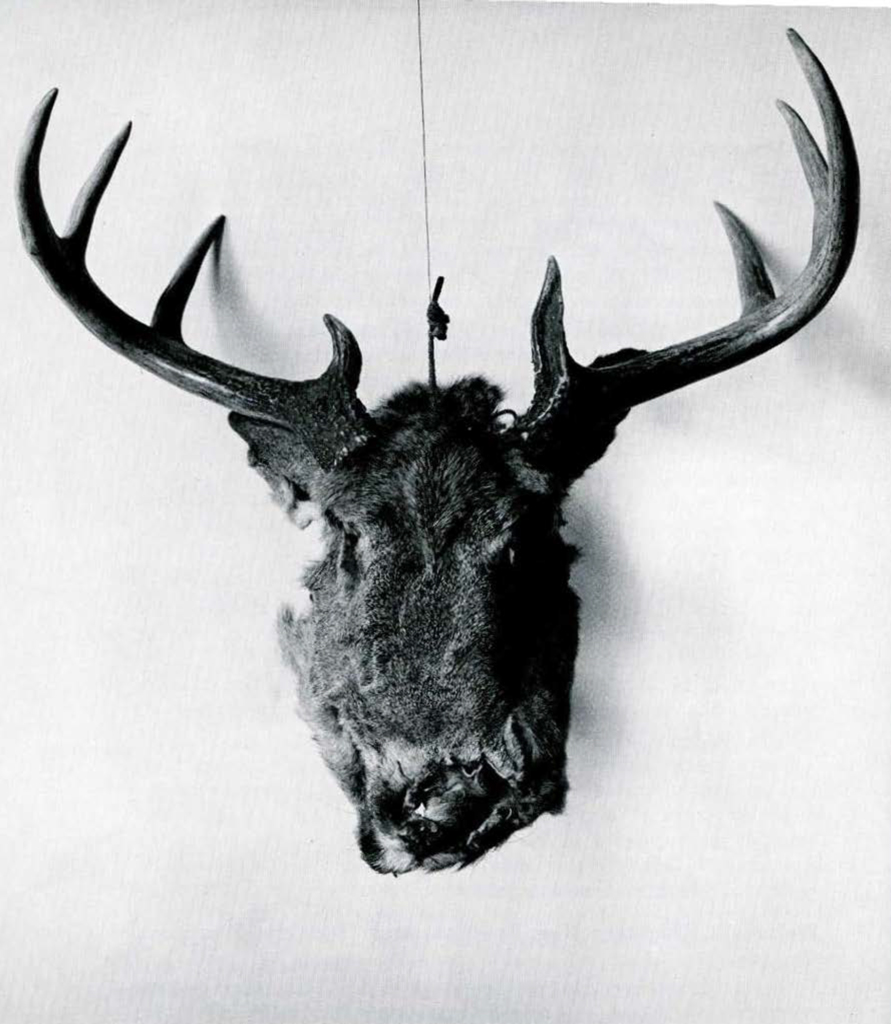 The pelt from a deer's head, with ears left on is adapted for a face mask and the antlers attached.