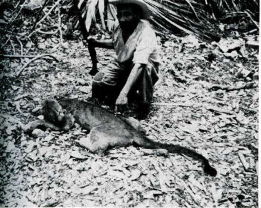 A man kneeling with a dead puma.