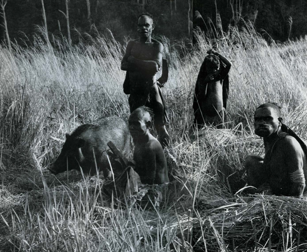 Men in tall grass with a boar.