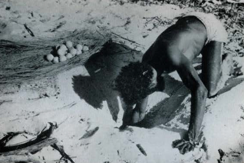 A man on his hands and knees on the beach, one arm dug into the sand up to his elbow, a pile of eggs next to him.