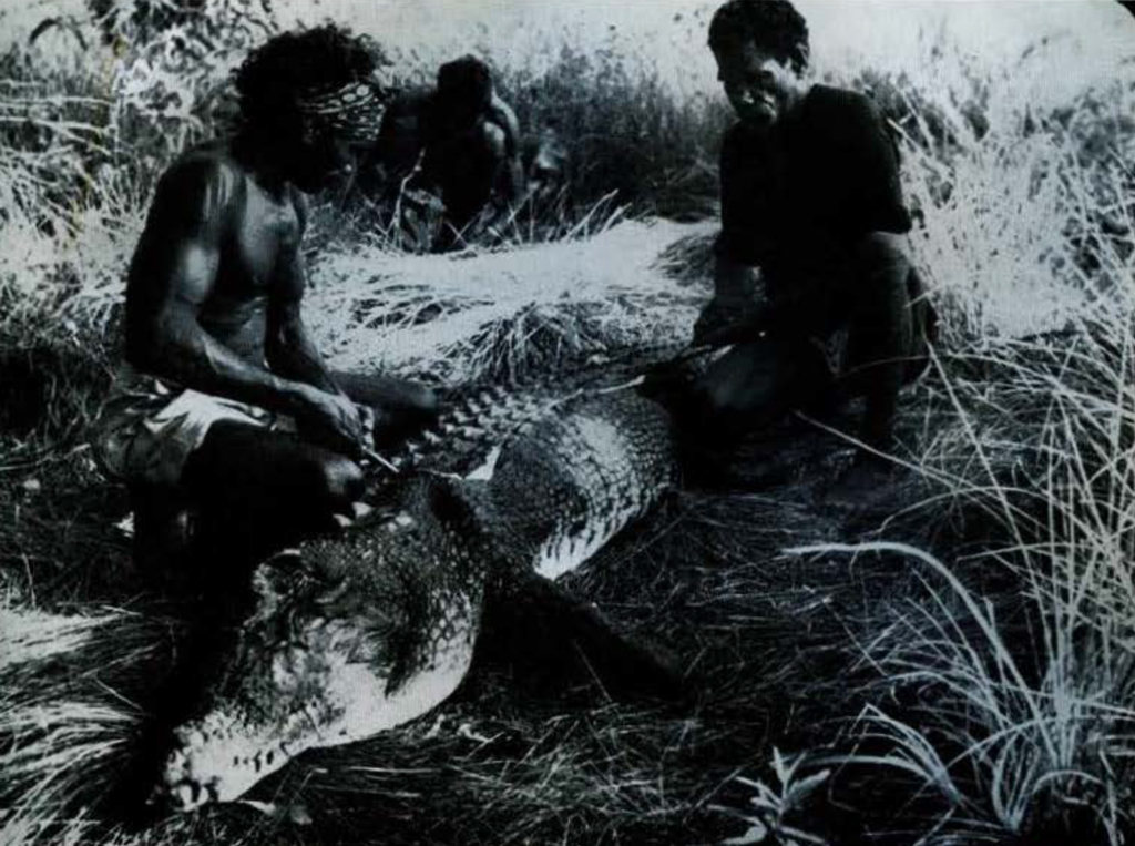 Two people kneeling and skinning a large crocodile between them.