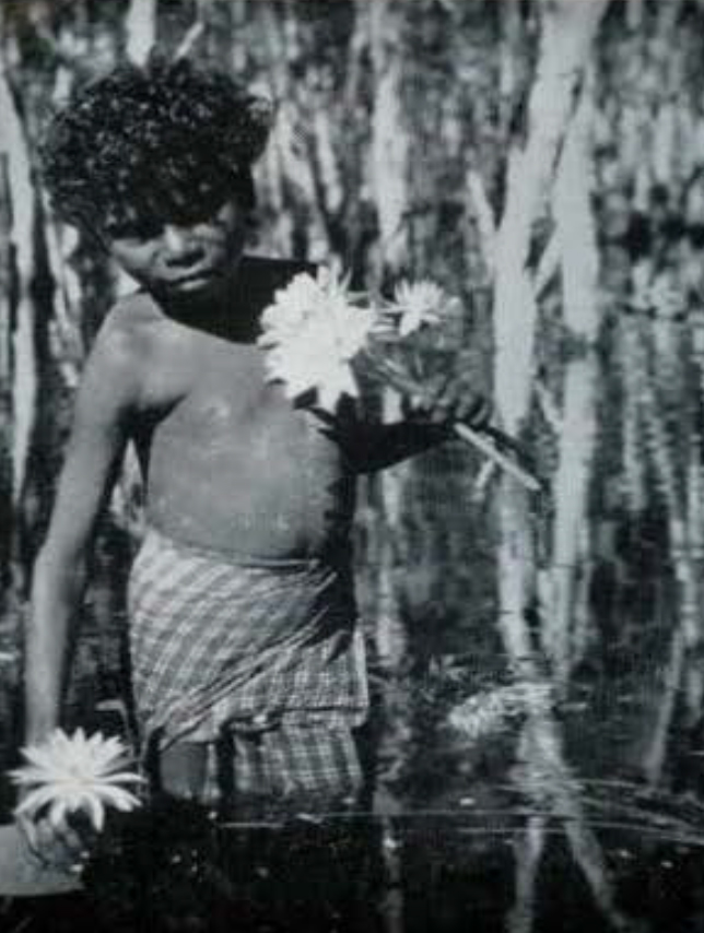 A toddler knee deep in water, holding two water lilies.