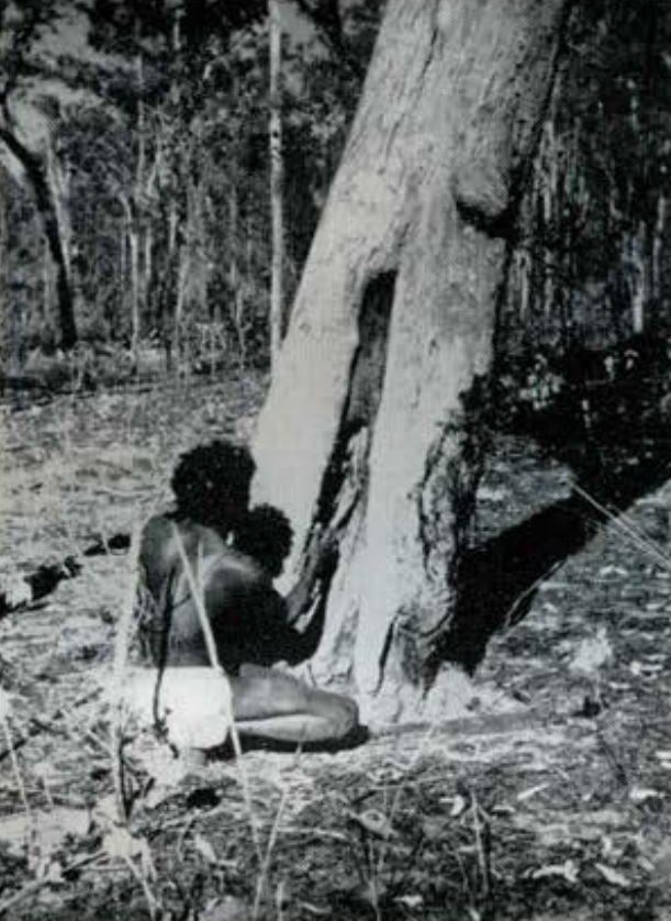 A man kneeling at the base of a tree, looking at a slit in the tree trunk.