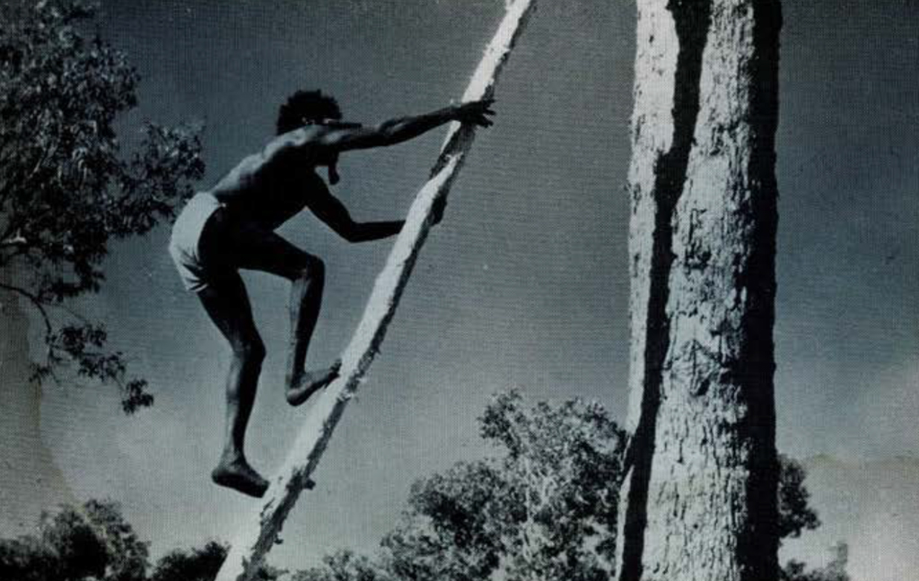 a man climbing a long, thin wooden pole leaned against a tree.