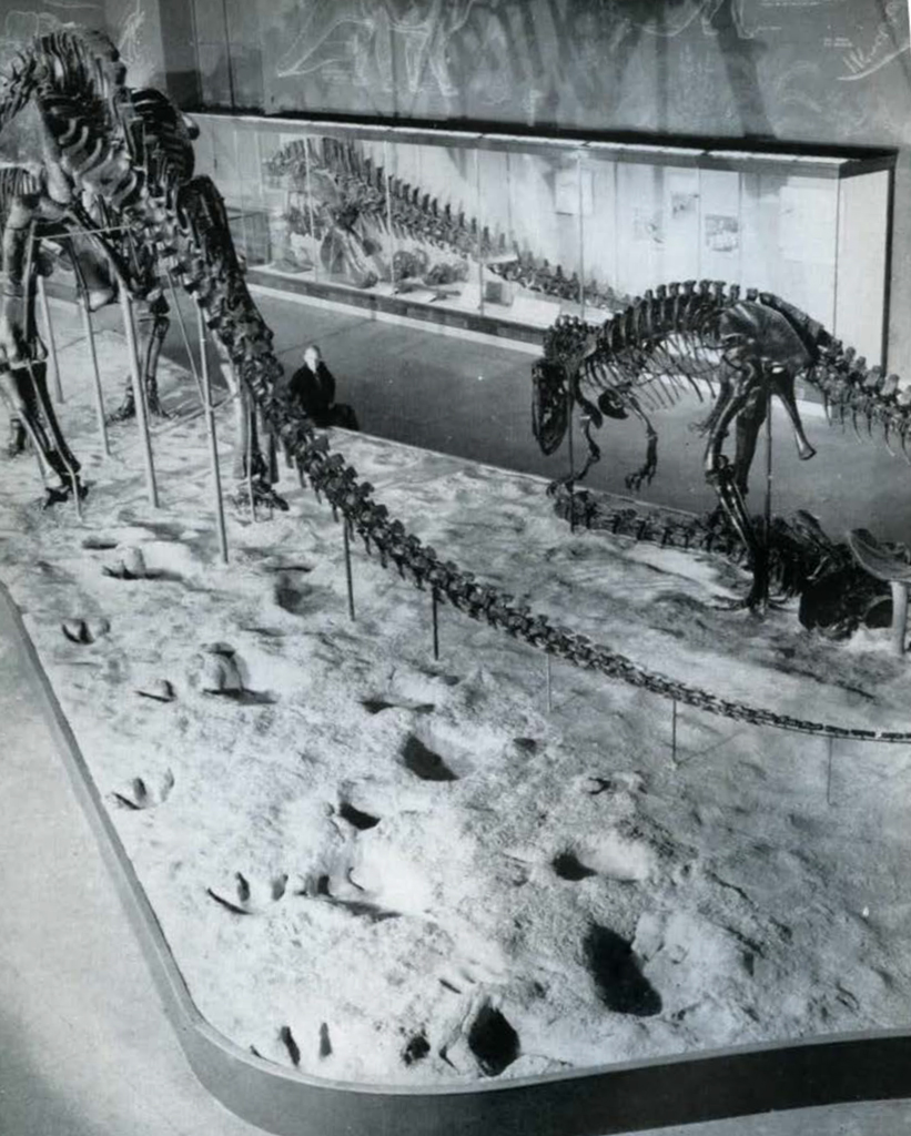 Dinosaur skeletons in a museum.