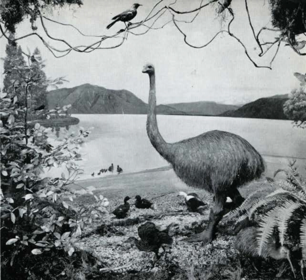 A painting or diorama showing the habitat of a flightless bird.