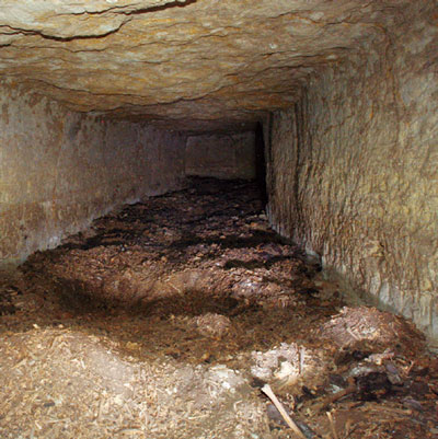 A catacomb full of dog mummies.