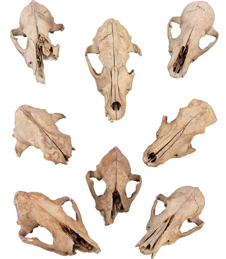Eight different dog skulls.