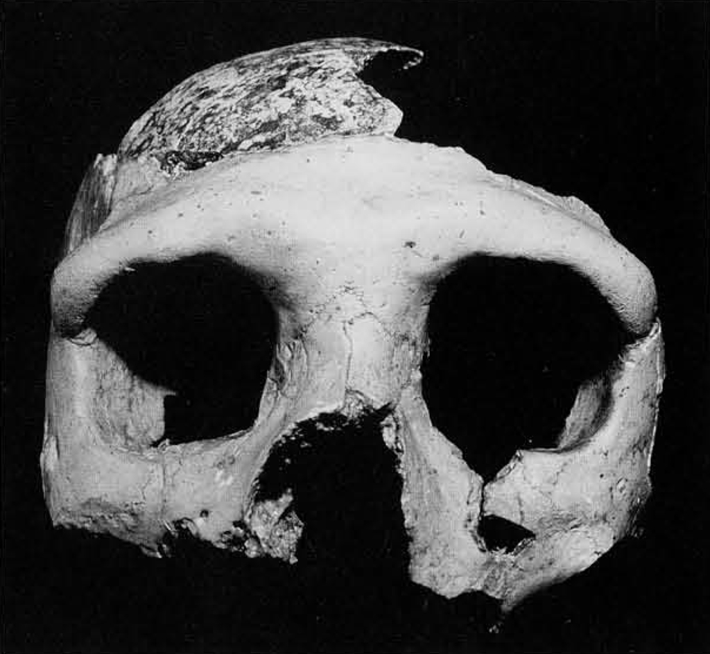 Top half of a skull fragment showing large, protruding browridge, eye sockets, and nose socket.