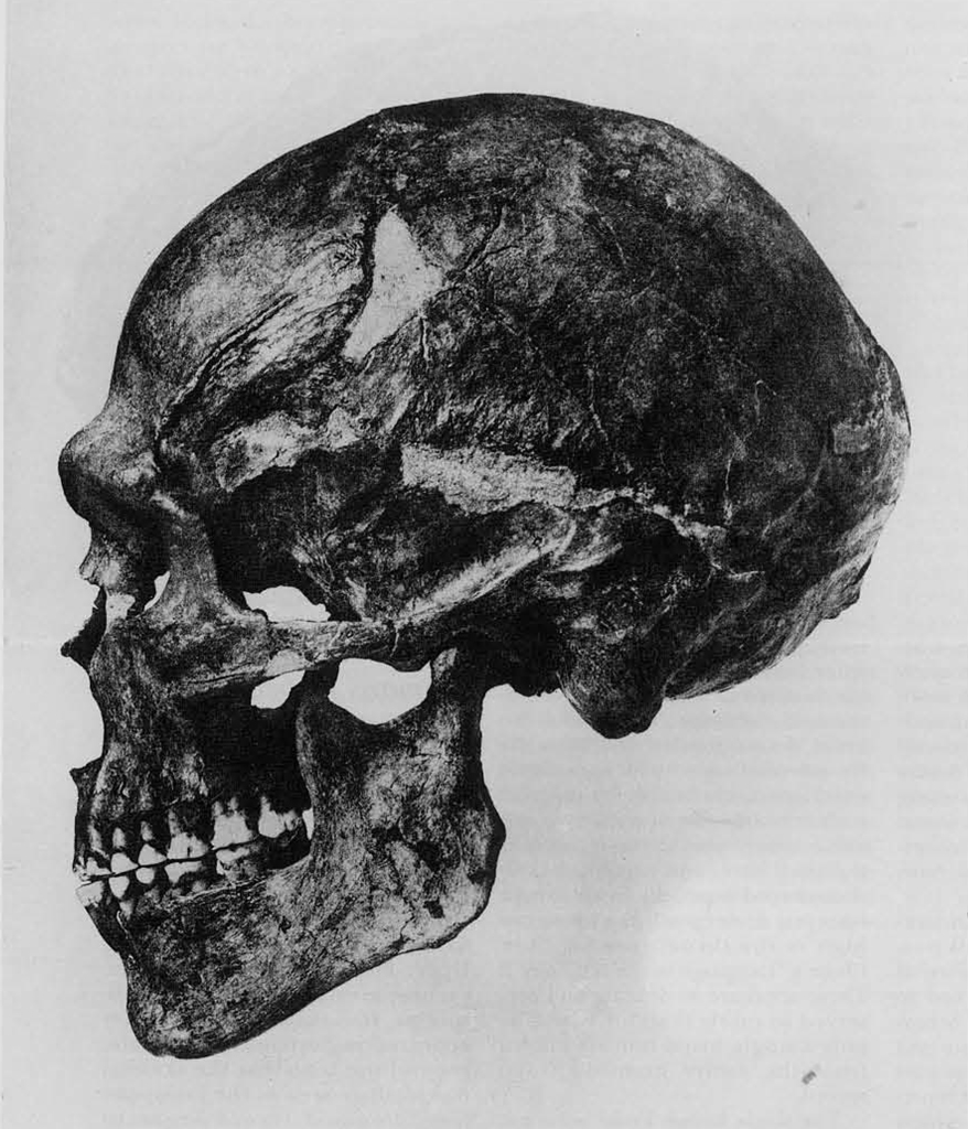 Skull of an early homo sapiens sapiens in profile.