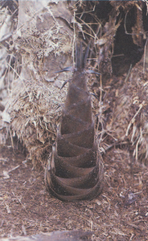 A bamboo sprout showing a braided pattern that can be found in textiles.