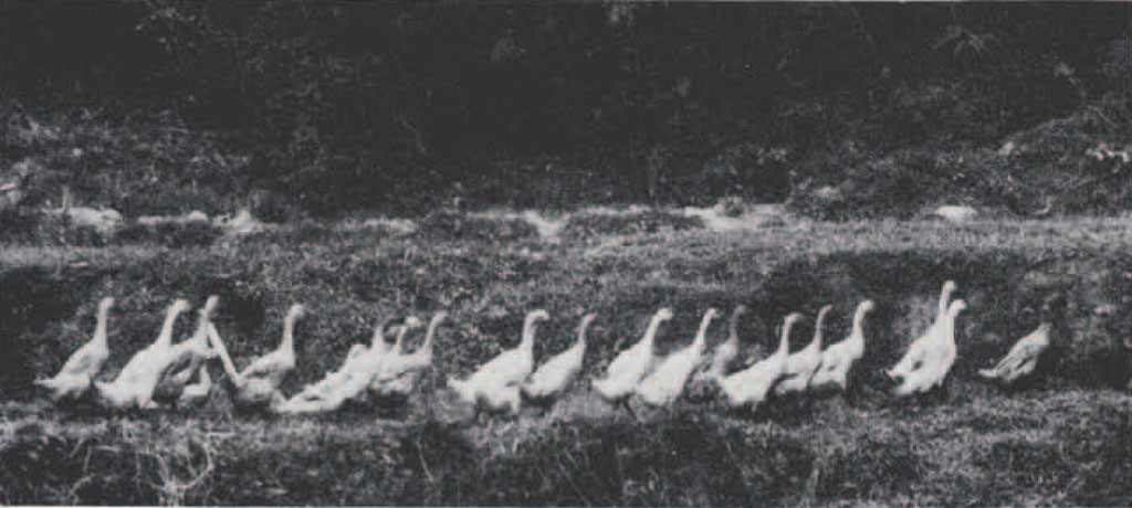 A flock of ducks waddling in a line.