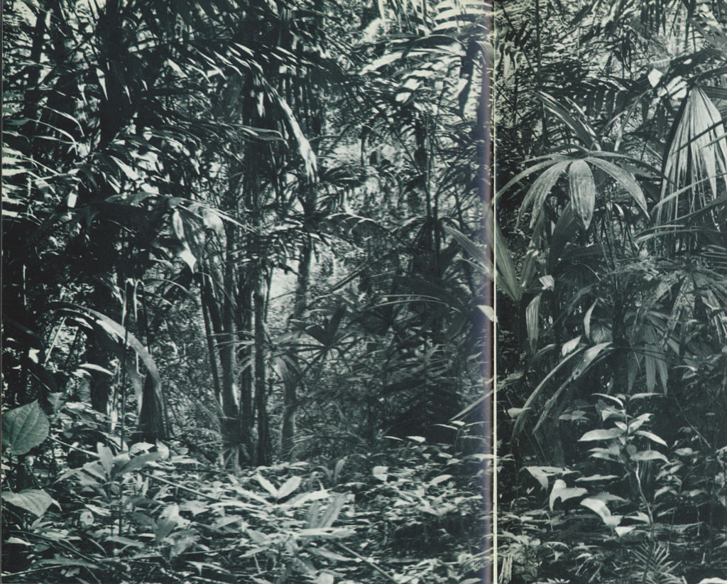 The jungle surrounding Tikal.