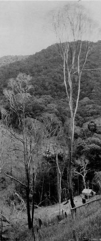 Trees and a small house on a hill: grayscale image.