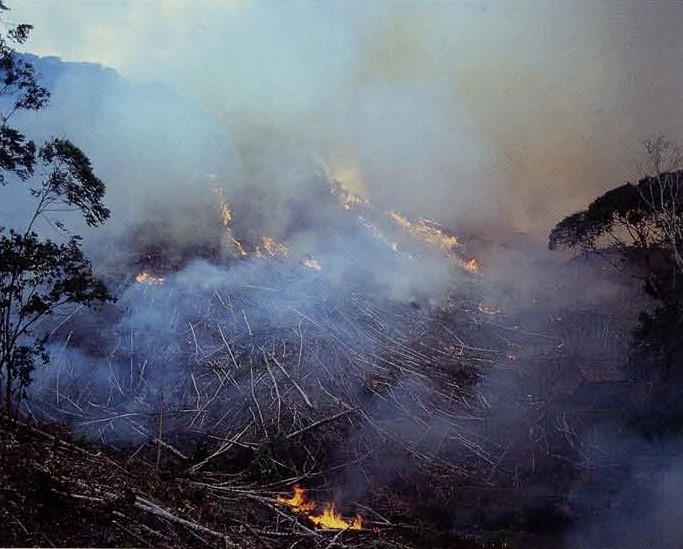 Cut trees and vegetation set on fire.