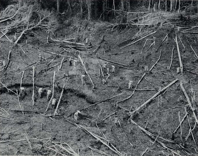 Rice and crops planted in the aftermath of a swidden: grayscale.