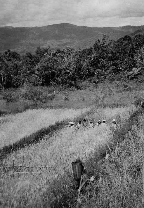 Farmers harvesting rice.