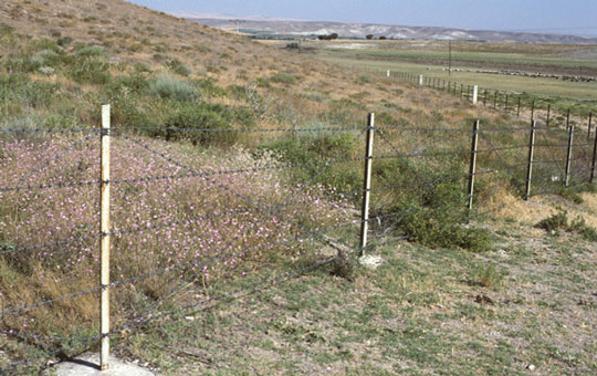 A wire fence with shrubs and brush on either side.