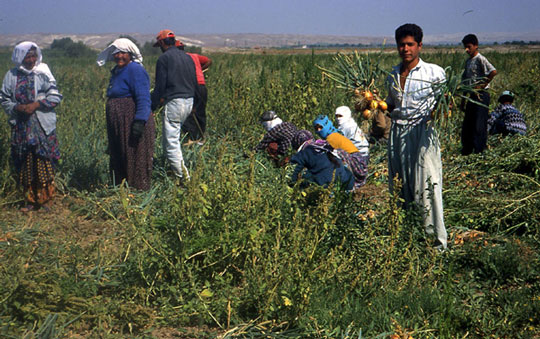 A group of people in a lush field, collecting food.