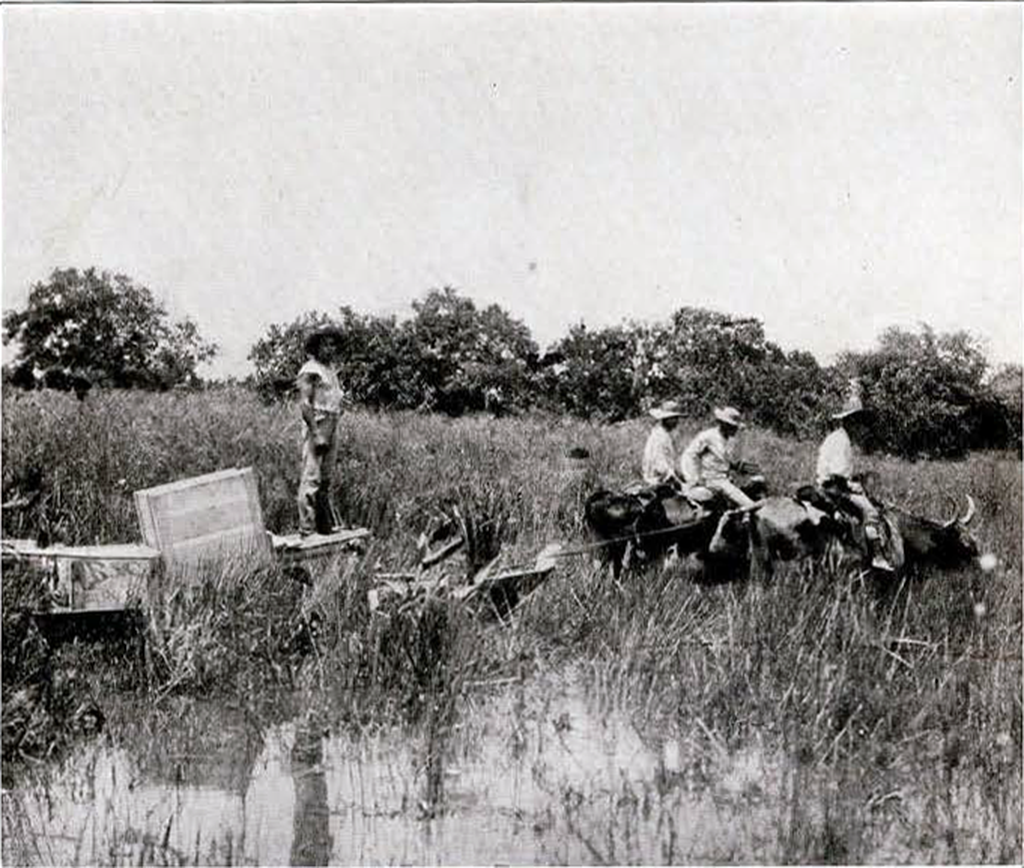 Men riding oxen and pulling canoes through the brush