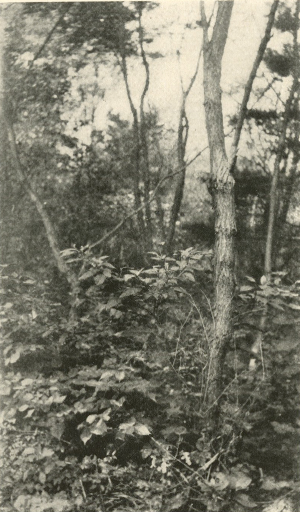 Thick trees and undergrowth