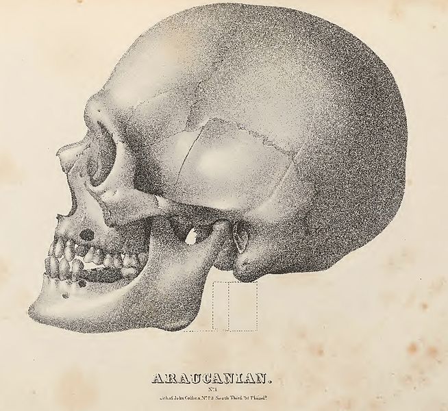 Araucanian Crania Americana